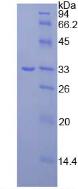 Active Janus Kinase 3 (JAK3)