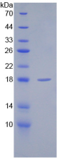 Active Secreted Frizzled Related Protein 1 (SFRP1)