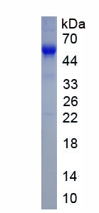 Active Forkhead Box Protein L2 (FOXL2)