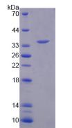 Active Arylsulfatase F (ARSF)