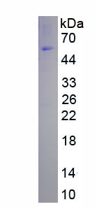 Active Trehalase (TREH)