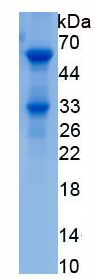 APJ818Hu01.png