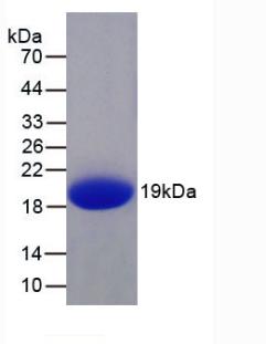 APL621Hu01.jpg