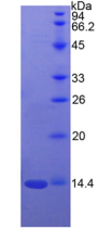 Active Semaphorin 3A (SEMA3A)