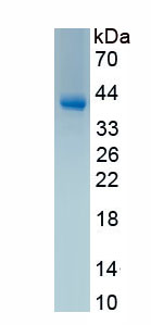 Active R-Spondin 1 (RSPO1)