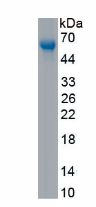 Active MHC Class I Polypeptide Related Sequence A (MICA)