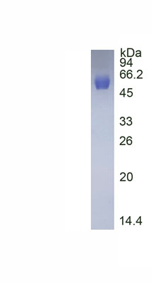 Active Maltose Binding Protein (MBP)