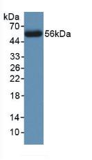 Anti-Calnexin (CNX) Monoclonal Antibody