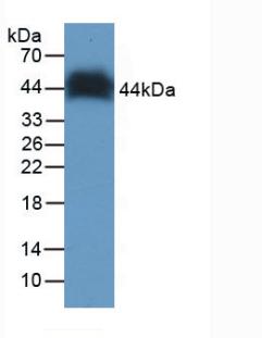 Anti-Proliferating Cell Nuclear Antigen (PCNA) Monoclonal Antibody