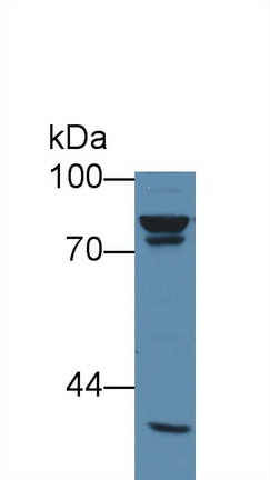 Anti-Beta Catenin (β-catenin) Monoclonal Antibody