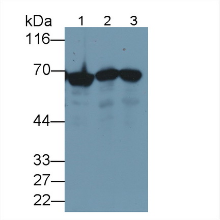 Anti-Heat Shock 70kDa Protein 1A (HSPA1A) Monoclonal Antibody