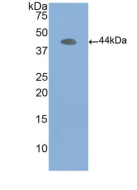 Anti-Beta Actin (ACTB) Polyclonal Antibody