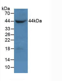 Anti-Beta Actin (ACTB) Monoclonal Antibody