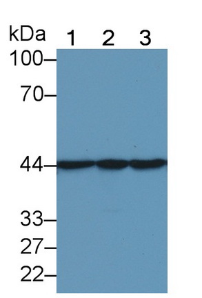 Anti-Actin Alpha 2, Smooth Muscle (ACTa2) Monoclonal Antibody