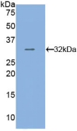 Anti-Tubulin Beta (TUBb) Polyclonal Antibody