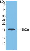 Anti-Glyceraldehyde-3-Phosphate Dehydrogenase (GAPDH) Polyclonal Antibody