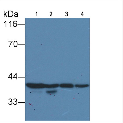 Anti-Glyceraldehyde-3-Phosphate Dehydrogenase (GAPDH) Monoclonal Antibody