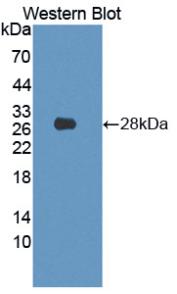 Anti-Lamin B1 (LMNB1) Polyclonal Antibody