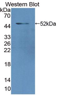 Anti-Lamin A/C (LMNA) Polyclonal Antibody