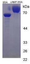 BSA Conjugated Cyclic Adenosine Monophosphate (cAMP)