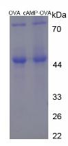 OVA Conjugated Cyclic Adenosine Monophosphate (cAMP)