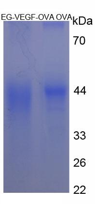 OVA Conjugated Endocrine Gland Derived Vascular Endothelial Growth Factor (EG-VEGF)