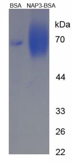 BSA Conjugated Chemokine (C-X-C Motif) Ligand 1 (CXCL1)