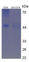 OVA Conjugated Growth Hormone (GH)