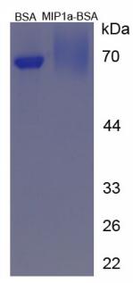 BSA Conjugated Macrophage Inflammatory Protein 1 Alpha (MIP1a)