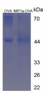 OVA Conjugated Macrophage Inflammatory Protein 1 Alpha (MIP1a)