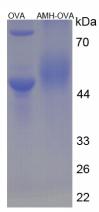 OVA Conjugated Anti-Mullerian Hormone (AMH)