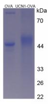 CPA231Hu21.jpg