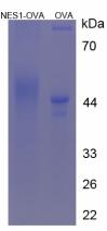 OVA Conjugated Nesfatin 1 (NES1)