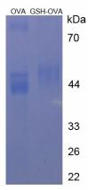 OVA Conjugated Glutathione (GSH)