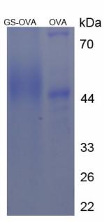 CPA372Hu21.jpg