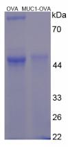 OVA Conjugated Mucin 1 (MUC1)