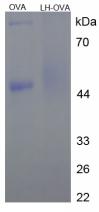 OVA Conjugated Luteinizing Hormone (LH)