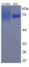 BSA Conjugated C-Peptide (CP)