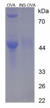 OVA Conjugated Insulin (INS)