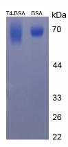 BSA Conjugated Thyroxine (T4)