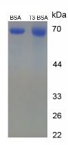 BSA Conjugated Triiodothyronine (T3)