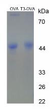 OVA Conjugated Triiodothyronine (T3)