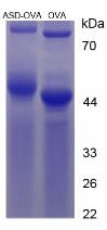 OVA Conjugated Androstenedione (ASD)