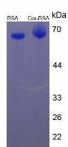 BSA Conjugated Cortisol (Cor)