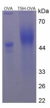 OVA Conjugated Thyroid Stimulating Hormone (TSH)