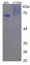 BSA Conjugated Calcitonin (CT)