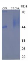 OVA Conjugated Calcitonin (CT)