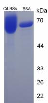 BSA Conjugated Citrulline (Cit)