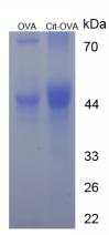 OVA Conjugated Citrulline (Cit)