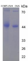 OVA Conjugated Corticosterone (Cort)